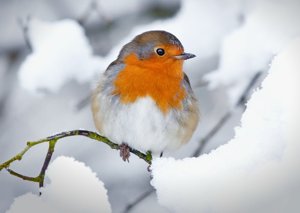 'Christmas Robin' Christmas cards, pack of 10