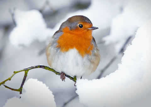 'Christmas Robin' Christmas cards, pack of 10