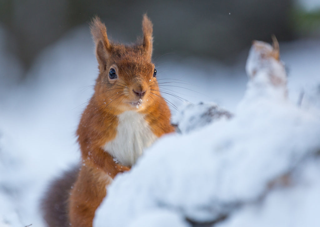 'Christmas Squirrel' Christmas cards, pack of 10