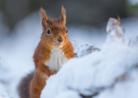 'Christmas Squirrel' Christmas cards, pack of 10