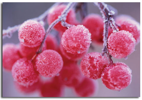 Red Berries Christmas Cards, pack of 10